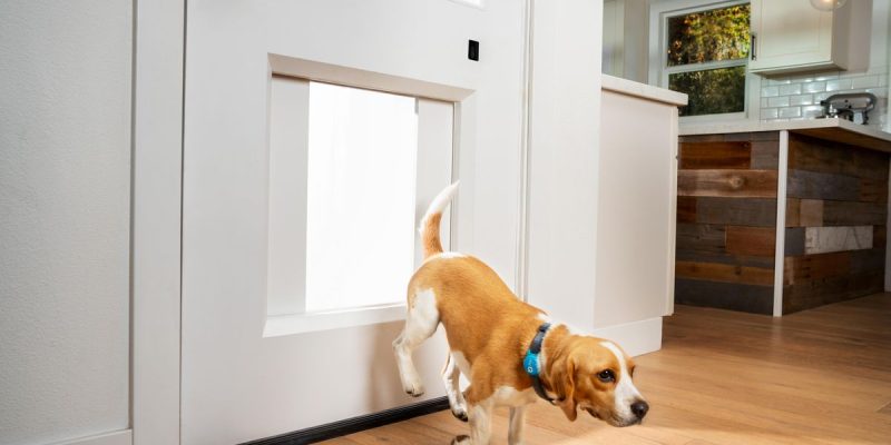 Meet myQ Pet Portal, The Ridiculously ‘Pawesome’ Smart Doggie Door